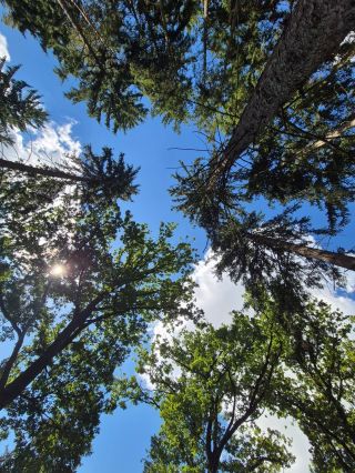 Klid, relax, vyčištění hlavy... 👍 #hezkypesky #relax #les #forest #priroda #nature #walking #nordicwalking